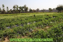 Organic Farm Visit! By Matrix High School Students of Pre-Primary Wing! 2023 Pic 13