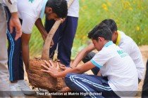 Tree Plantation Pic 1